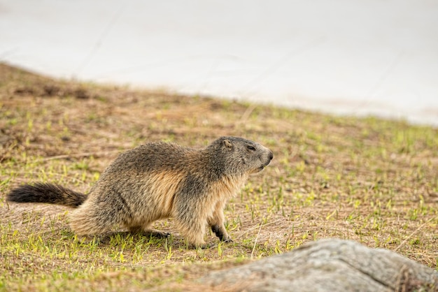 Portrait de marmotte isolé en venant à vous