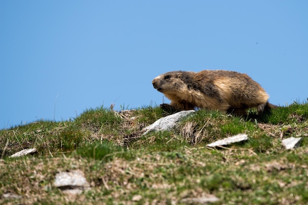 Portrait de marmotte marmotte tout en vous regardant