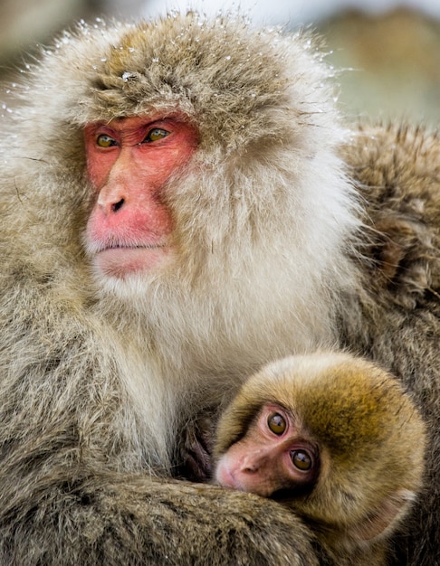 Portrait d'une mère avec un bébé macaque japonais