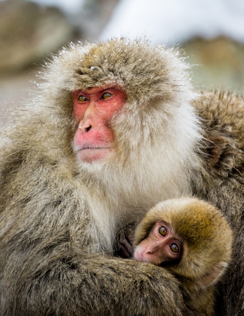 Portrait d'une mère avec un bébé macaque japonais