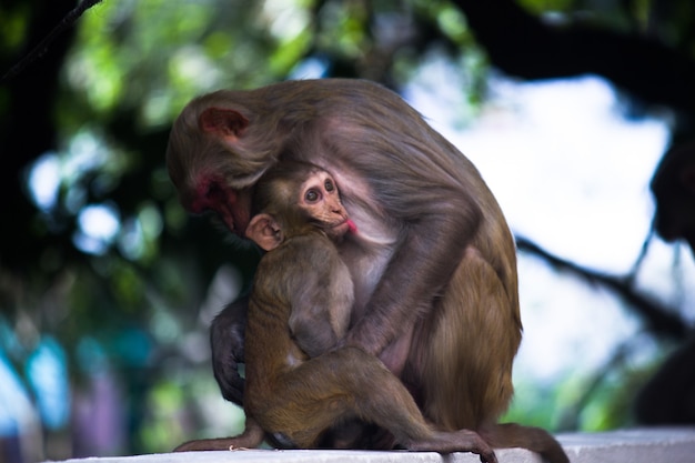Portrait d'une mère singe rhésus nourrissant son bébé