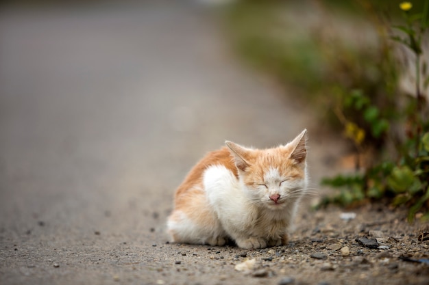 Portrait de mignon adorable gingembre petit chaton blanc jeune chat aux yeux fermés assis rêvant à l'extérieur sur de petits cailloux posant sur fond flou lumineux coloré d'été ensoleillé copie espace.