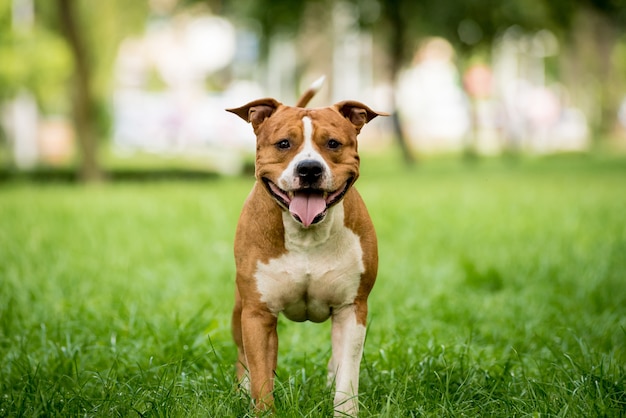 Portrait de mignon American Staffordshire Terrier dans le parc