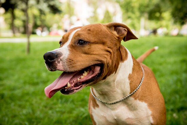 Portrait de mignon American Staffordshire Terrier dans le parc