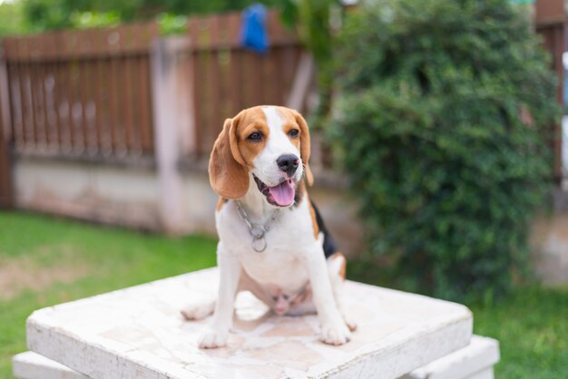 Portrait de mignon Beagle sur la table