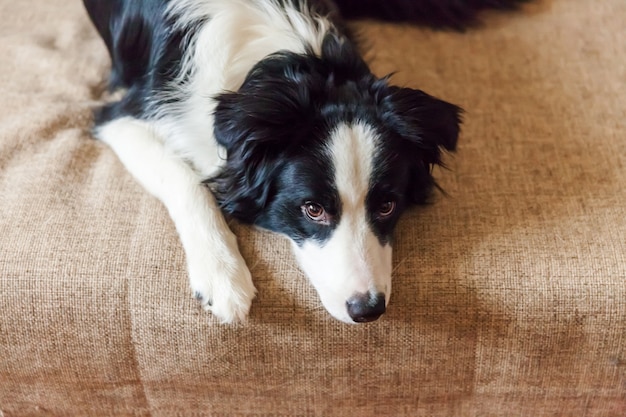 Portrait de mignon border collie sur canapé