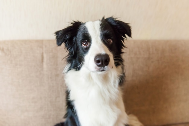 Portrait de mignon border collie sur canapé