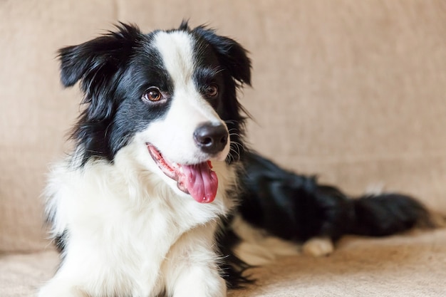 Portrait de mignon border collie sur canapé