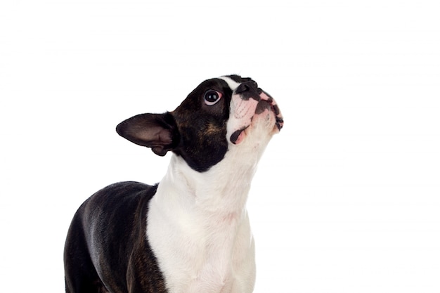 Portrait d'un mignon boston terrier