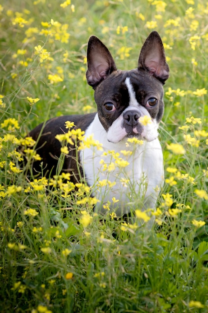 Portrait d'un mignon Boston Terrier