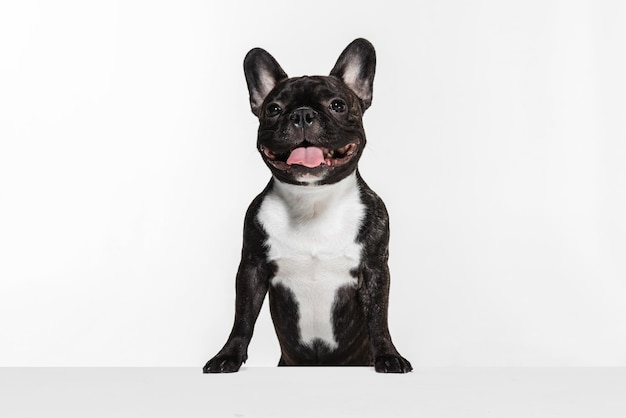 Portrait de mignon bouledogue français posant avec la langue qui sort isolé sur mur blanc