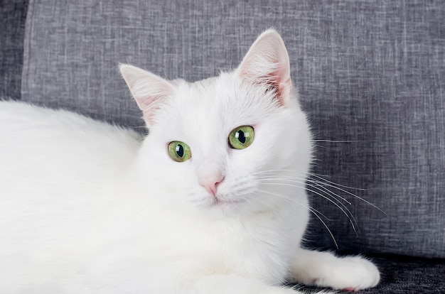 Portrait de mignon chat angora turc