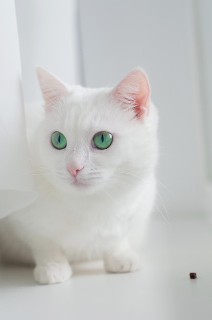 Portrait de mignon chat angora turc