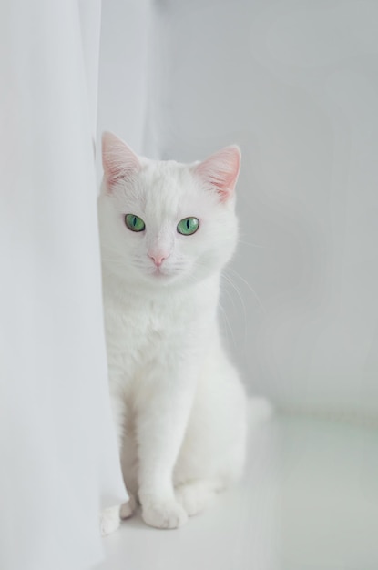 Portrait de mignon chat angora turc