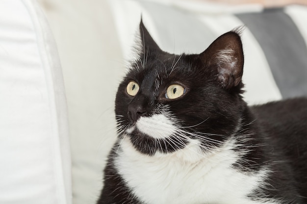 Portrait d'un mignon chat aux cheveux longs noir et blanc aux yeux jaunes