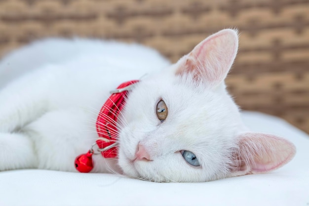 Portrait mignon chat blanc ; nom turc; Van kedissi