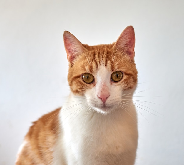 Un portrait d'un mignon chat blanc et roux