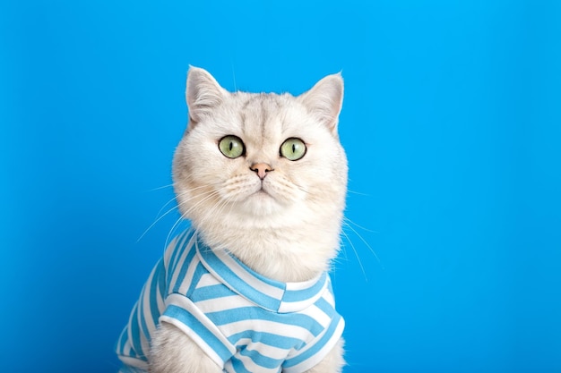 Portrait d'un mignon chat blanc en vêtements rayés sur fond bleu