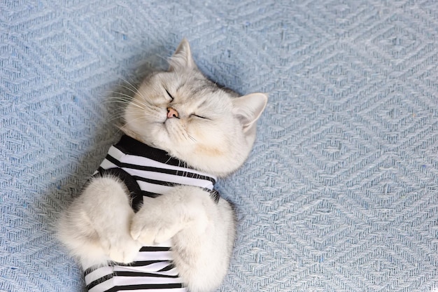 Portrait d'un mignon chat britannique blanc endormi dans un t-shirt rayé se trouve sur une vue de dessus de couverture tricotée bleue