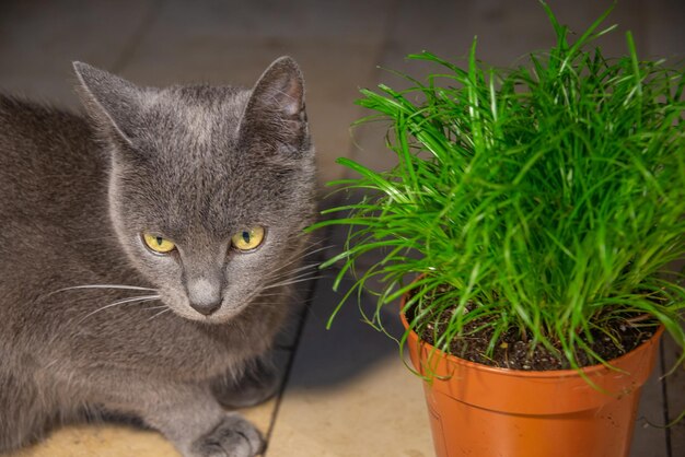 Photo portrait d'un mignon chat domestique gris russe de race bleue femelle avec des yeux verdâtres gazon de chat vert dans un pot