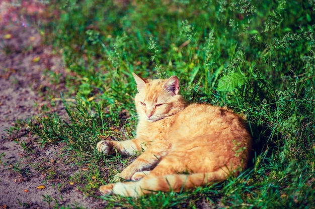 Portrait de mignon chat rouge couché en plein air sur l'herbe