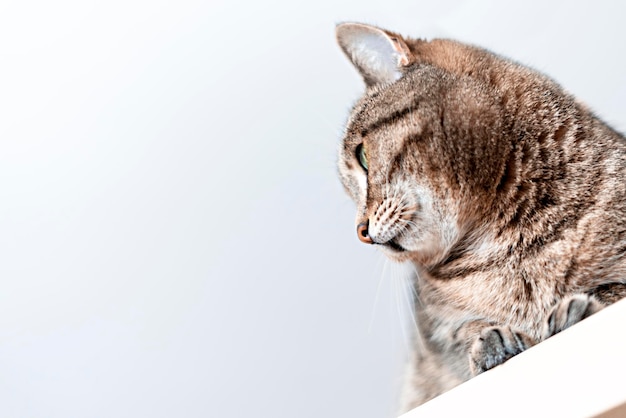 Portrait de mignon chat tigré maquereau beige domestique avec nez rouge sur fond gris animaux de compagnie