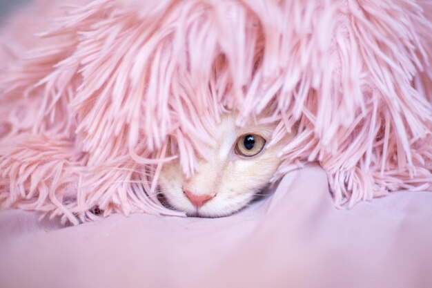 Portrait mignon chaton Maine Coon moelleux, jetant un coup d'œil sous la couverture