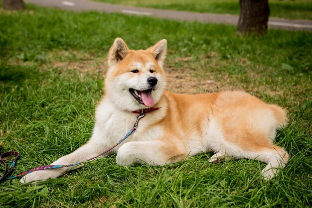 Portrait de mignon chien akita inu dans le parc.