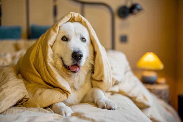 Portrait d'un mignon chien blanc couché dans son lit recouvert d'une couverture