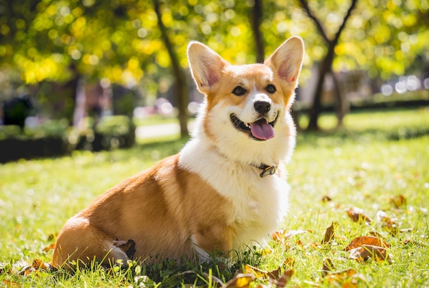 Portrait de mignon chien corgi gallois au parc