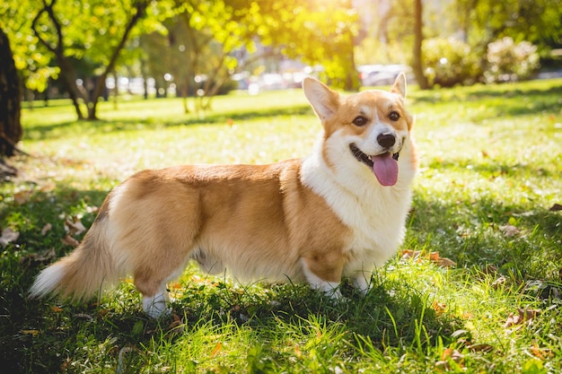 Portrait de mignon chien corgi gallois au parc