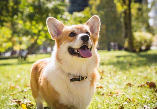 Portrait de mignon chien corgi gallois au parc