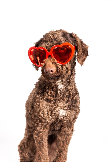 Portrait d'un mignon chien d'eau espagnol avec des lunettes en forme de coeur rouge sur fond blanc