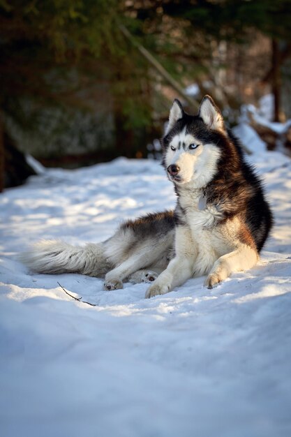 Portrait mignon chien husky sur la neige en soirée ensoleillée