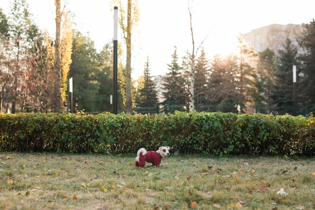 Portrait de mignon chien jack russell en costume marchant dans l'espace de copie du parc d'automne et place vide pour le texte