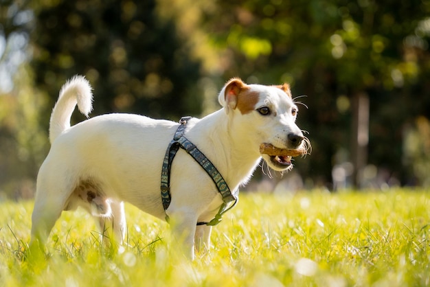 Portrait de mignon chien jack russell terrier au parc