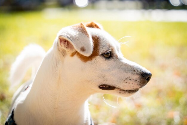 Portrait de mignon chien jack russell terrier au parc