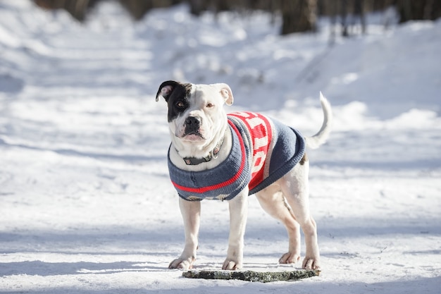 Portrait d'un mignon chien Pit Bull blanc