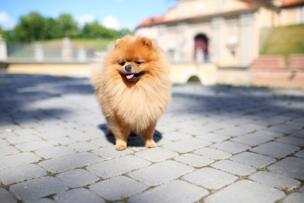 Portrait d'un mignon chien de Poméranie à l'extérieur