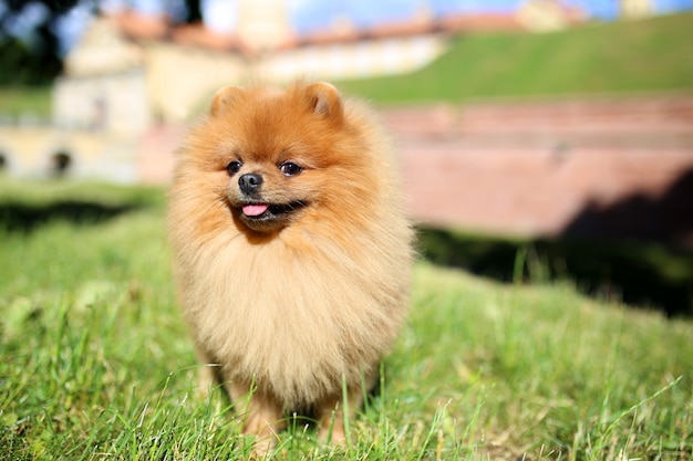 Portrait d'un mignon chien de Poméranie à l'extérieur