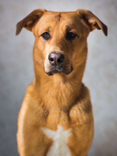 Portrait de mignon chien de race mixte en studio