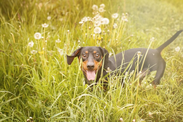 Portrait d'un mignon chien teckel dans un champ de pissenlits