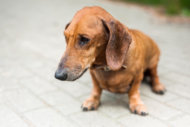 Portrait d'un mignon chien teckel sourire et heureux en été journée ensoleillée pour une promenade dans le parc d'été