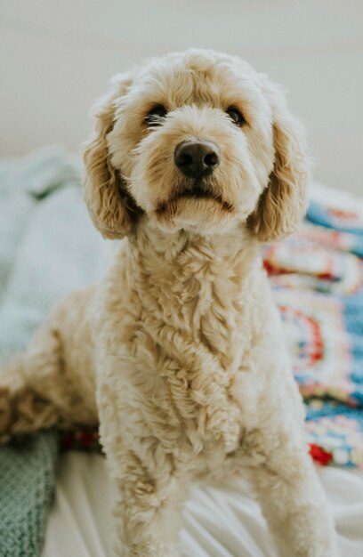 Photo portrait d'un mignon chien