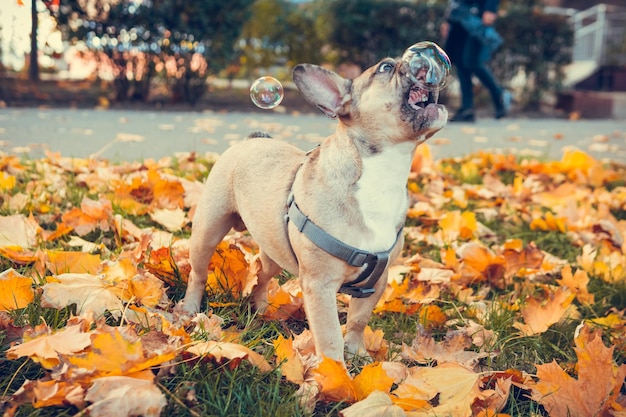 Portrait de mignon chiot bouledogue français à l'extérieur