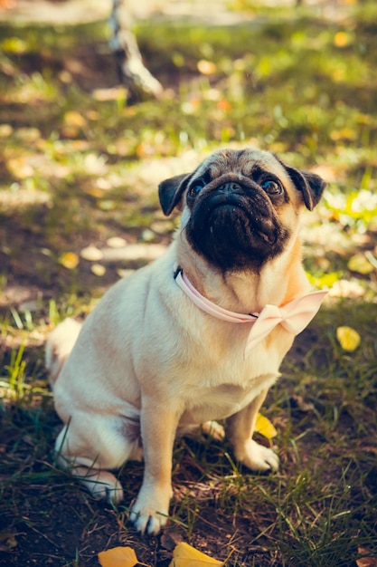 Portrait de mignon chiot carlin à l'extérieur