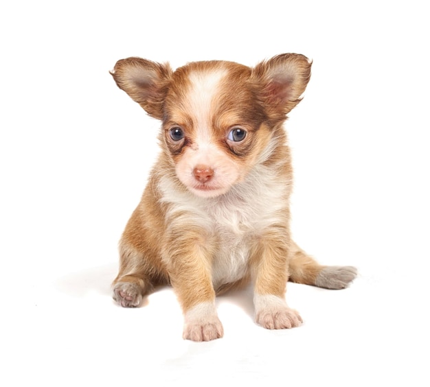 Portrait d'un mignon chiot chihuahua de race pure devant fond blanc