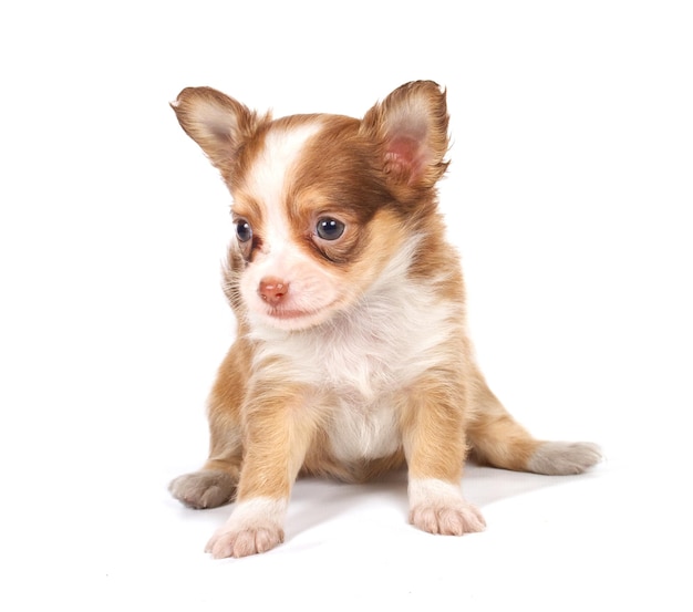 Portrait d'un mignon chiot chihuahua de race pure devant fond blanc