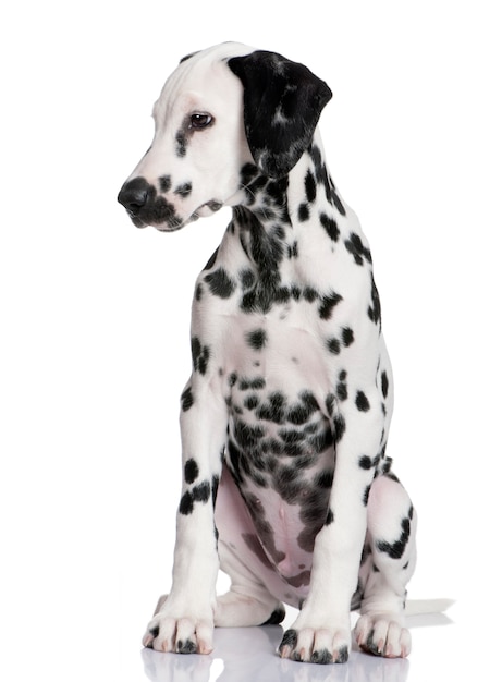 Portrait de mignon chiot dalmatien isolé