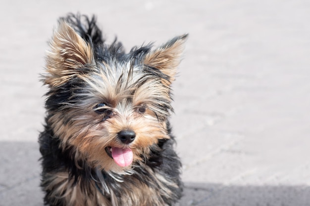 Portrait d'un mignon chiot Yorkshire terrier hirsute avec langue saillante, gros plan, espace de copie. Le concept de jouer et de dresser des chiens